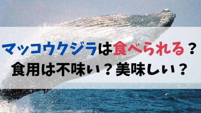 マッコウクジラは食べられる？食用は不味いのか美味しいのか