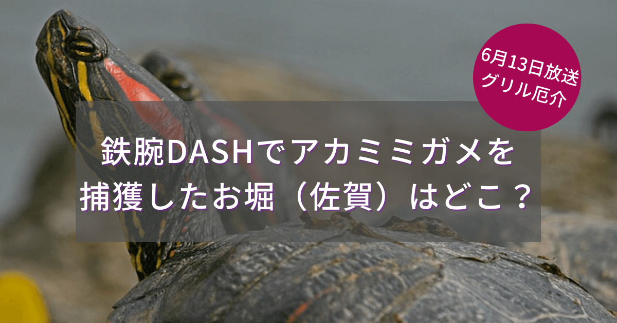 鉄腕dash グリル厄介でアカミミガメ捕獲のお堀と調理店 佐賀 はどこ カパりんブログ