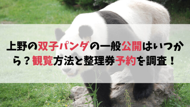上野の双子パンダの一般公開はいつから？観覧方法と整理券予約を調査！